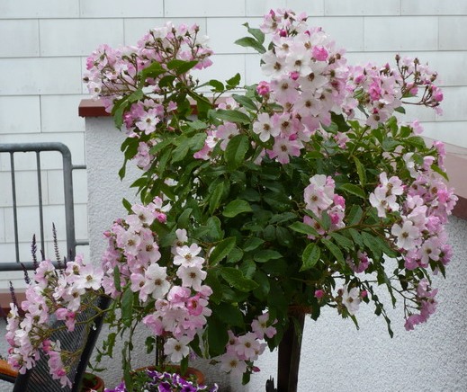 BALLERINA (David Austin) ШТ 110-120