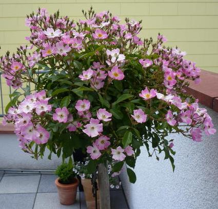 BALLERINA (David Austin) ШТ 110-120