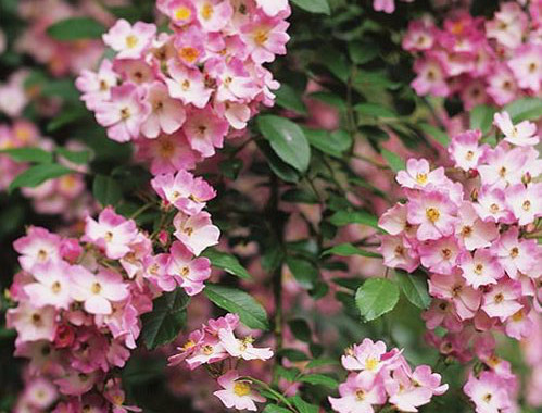 BALLERINA (David Austin) ШТ 110-120