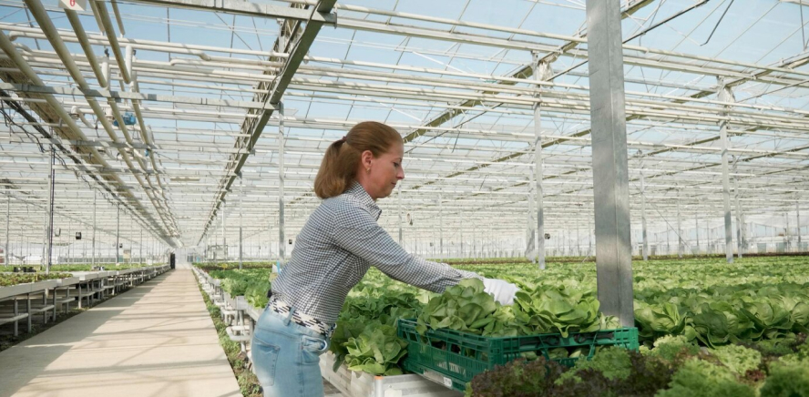 Лекция “Современные методы обрезки укрытия роз” в парке Зарядье, 06.06.2018